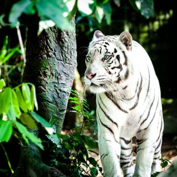 White tiger, Bengal Tiger, Forest, Daytime, Big cat