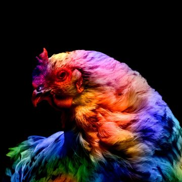 Chicken, Colorful, Black background, AMOLED