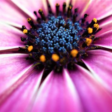 Pink Daisy, Closeup, Macro, Pink flowers, Spring, Blossom, Bloom, Petals, Selective Focus, Flora, Pattern, 5K