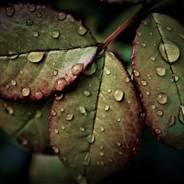 Wet Leaves, Rainy Weather, Water drops, Closeup, Macro, Rain drops, HDR, Pattern, 5K
