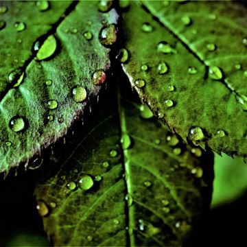 Green leaves, Pattern, Water drops, Dew Drops, Closeup, Macro, Fresh, Wet Leaves, Greenery, Dark background, 5K