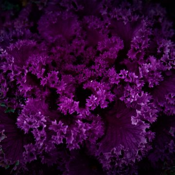 Purple Plant, Dark background, Pattern, Beautiful, Floral, Purple Flowers, 5K