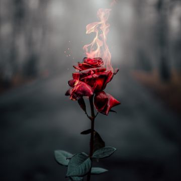 Rose flower, Fire, Burning, Dark, Aesthetic