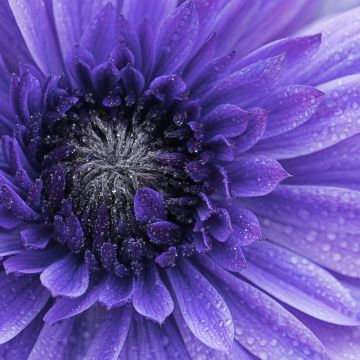 Violet flowers, Closeup, Macro, Water drops, Dew Drops, Blossom, Bloom, Spring, Flora, Petals, 5K