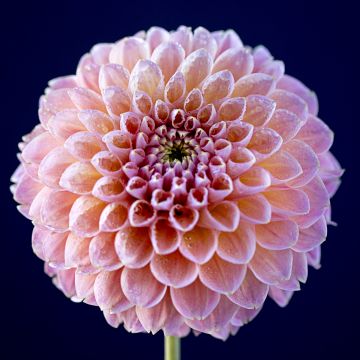 Chrysanthemum flowers, Pink flower, Dark background, Closeup, Macro, Blossom, Bloom, Spring, Dew Drops, Pattern, Flora, 5K