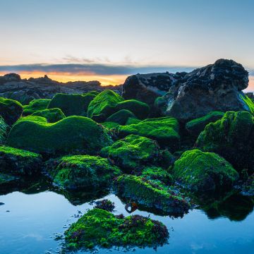 Seashore, Green Rocks, Sunset