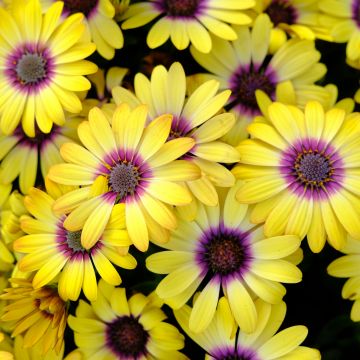 Yellow Daisies, Blossom, Bloom, Spring, Yellow flowers, Closeup Photography, Purple, Floral Background, 5K