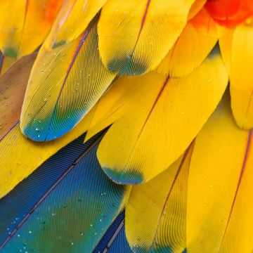 Macaw Feathers, Pattern, Multicolor, Colorful, Closeup, Macro, Water drops, Texture, Scarlet macaw