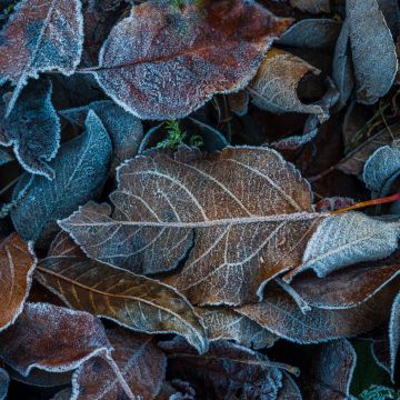 Frozen Leaves, Winter, Dry Leaves, Foliage, Leaf Background