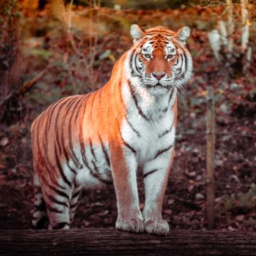 Tiger, Panoramic, Big cat, Carnivore, Predator, Forest, Zoo, Tree Trunks, Daytime, Wildlife, 5K