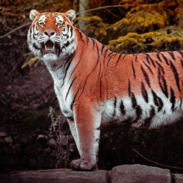 Tiger, Autumn, Big cat, Wildlife, Forest, Predator, Carnivore, Walking, Panoramic, Zoo, 5K