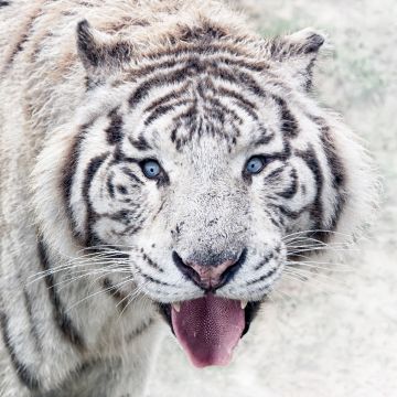 White tiger, Winter, Zoo