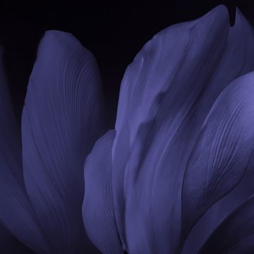 Vivo Stock, Floral designs, Black background, Dark, Android 10