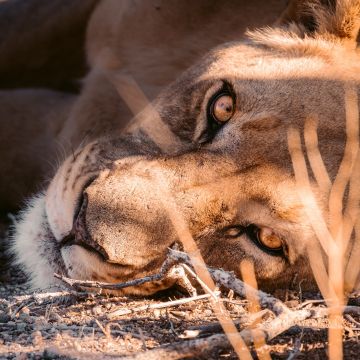 Lioness, Stare, Carnivore, Predator, Daytime