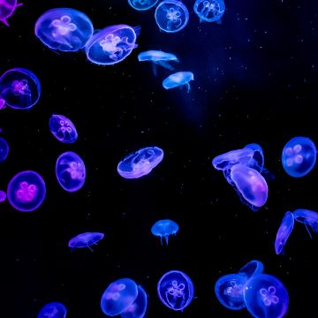 Jellyfishes, Blue, Purple, Black background, Underwater, Glowing, Aquarium, Vibrant, AMOLED, 5K, Bioluminescence