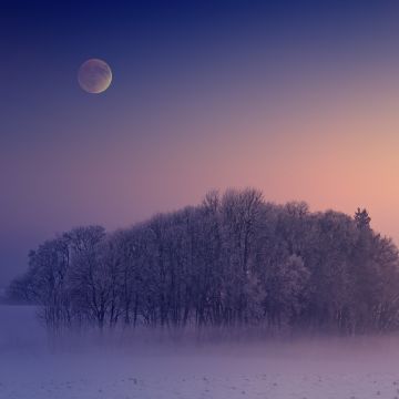 Winter, Aesthetic, Morning, Foggy, Moon, Landscape, Cold, 5K