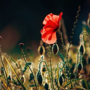Poppy flower, Bloom, Landscape