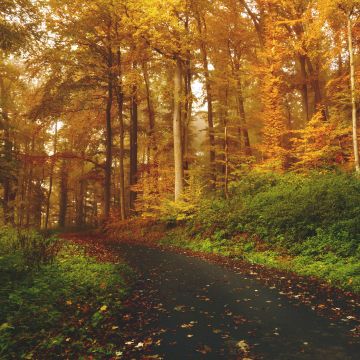 Autumn, Path, Road, Foliage, Trees, Forest, Fall, 5K