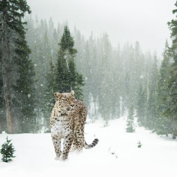 Leopard, Snow, Winter, Forest, Snow leopard, Pine trees, 5K