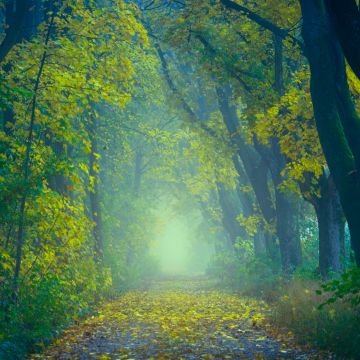 Spring, Forest, Path, Foggy, Foliage, Yellow leaves, Green, 5K
