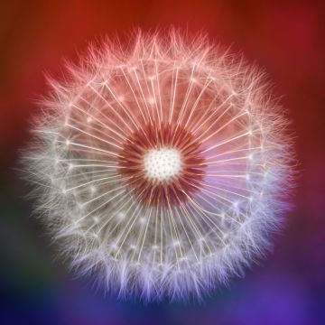 Dandelion flower, Closeup, Macro, Bokeh, 5K