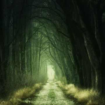 Forest, Aesthetic, Path, Fall, Calm, Green, 5K