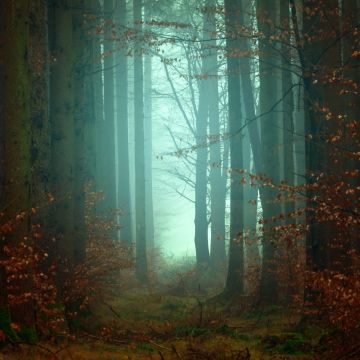 Forest, Mist, Fall, Autumn, Foggy, Morning, Atmosphere, Mist