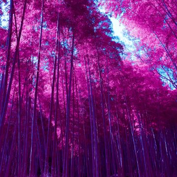 Arashiyama Bamboo Grove, Infrared, Bamboo Forest, Kyoto, Japan