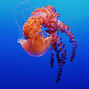 Jellyfish, Monterey Bay Aquarium, Underwater, Monterey, California, 5K