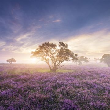 Purple Flowers, Field, Lavender, Spring, Sunrise, Bloom, Heath, Girly