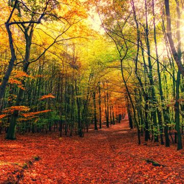 Forest, Fall, Autumn, Sunny day, Foliage, Sunlight, 5K