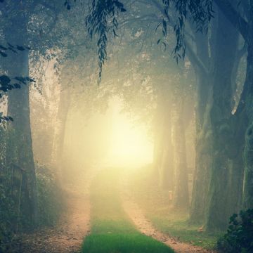Foggy, Path, Forest, Morning, Light, Fall, Mist, 5K