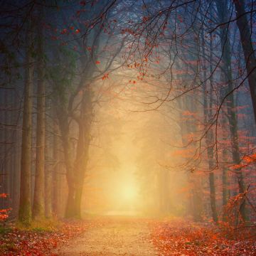 Foggy, Autumn, Forest, Dawn, Pathway, Road, Fall Foliage, 5K
