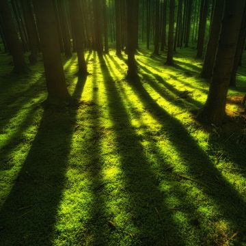 Green, Forest, Trees, Shadow, Daylight