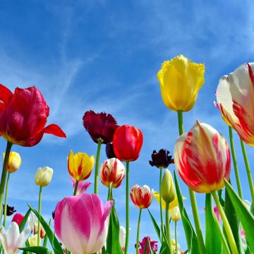 Tulips, Colorful flowers, Blue Sky, Spring, 5K