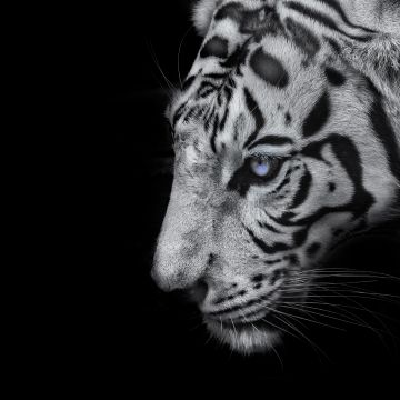 White tiger, Black background, 5K