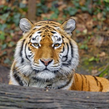 Siberian tigress, Big cat, Amur tiger, Predator, Carnivore, Lying down, Forest, Zoo, Wild animal, Staring, 5K