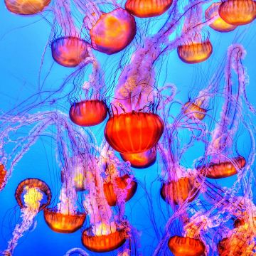 Orange Jelly Fishes, Blue background, Underwater, Marine life, Sea Life, Monterey Bay Aquarium