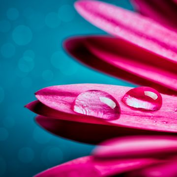 Water droplets, Gerbera flower, Petals, Closeup, Macro, Pink flower, Bokeh, Selective Focus, 5K