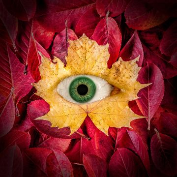 Autumn leaves, Eye, Surreal, Maple leaves, Macro, Leaf Background, 5K