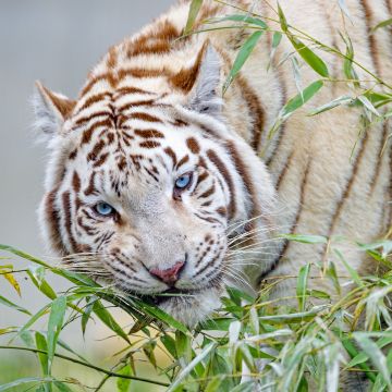 White tiger, Bamboo Leaves, Zoo, Wild animal, Big cat, Carnivore, Predator, 5K