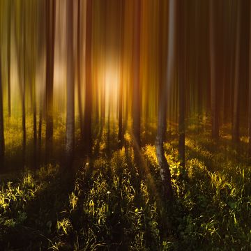 Forest Trees, Sunlight, Sunrise, Woods, Shadow, Blurred, Long exposure, 5K