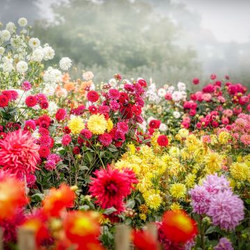 Dahlia flower, Blossom, Bloom, Flower garden, Colorful, Fog, Floral Background, 5K