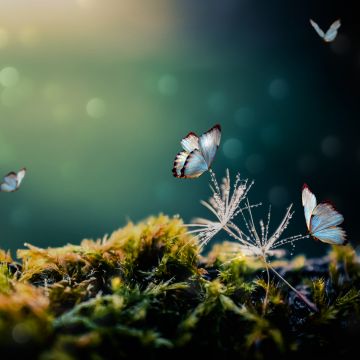 White Butterflies, Mystical Forest, Moss, Blur background, Selective Focus, 5K