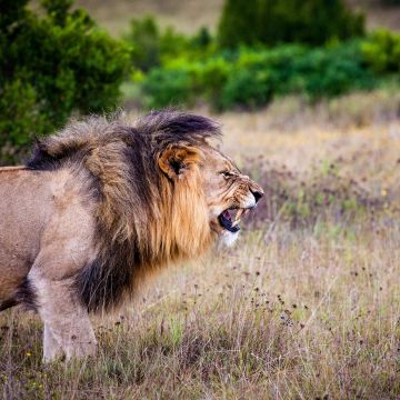 Lion, Roaring, National Park, Wild animals, 5K