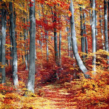 Autumn Forest, Woods, Trees, Fall, Seasons, Colourful, Foliage, Landscape, Scenery