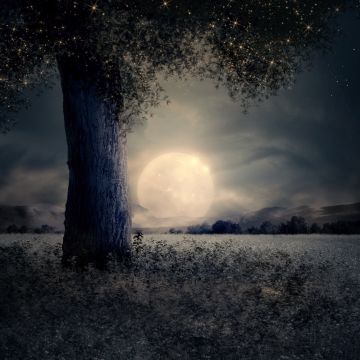 Full moon, Night view, Landscape, Surreal, Fairy tale, Wood, Mystic, Trunk