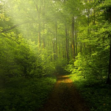 Green Forest, Woods, Trails, Pathway, Sun rays, Glade, Scenery, Landscape