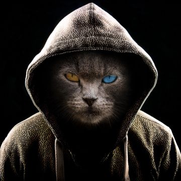 Scary Cat, Hoodie, Animal Portrait, Black background, Pet