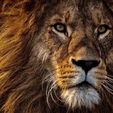 African Lion, Portrait, Big cat, Dangerous, Wild animal, Predator, Carnivore, Closeup